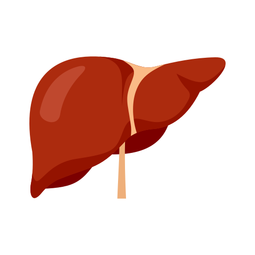 Ícone de transplante hepático